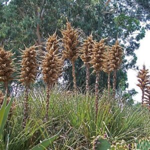 Puya chilensis plant met zilverblauwe bladeren en puntige stekels.