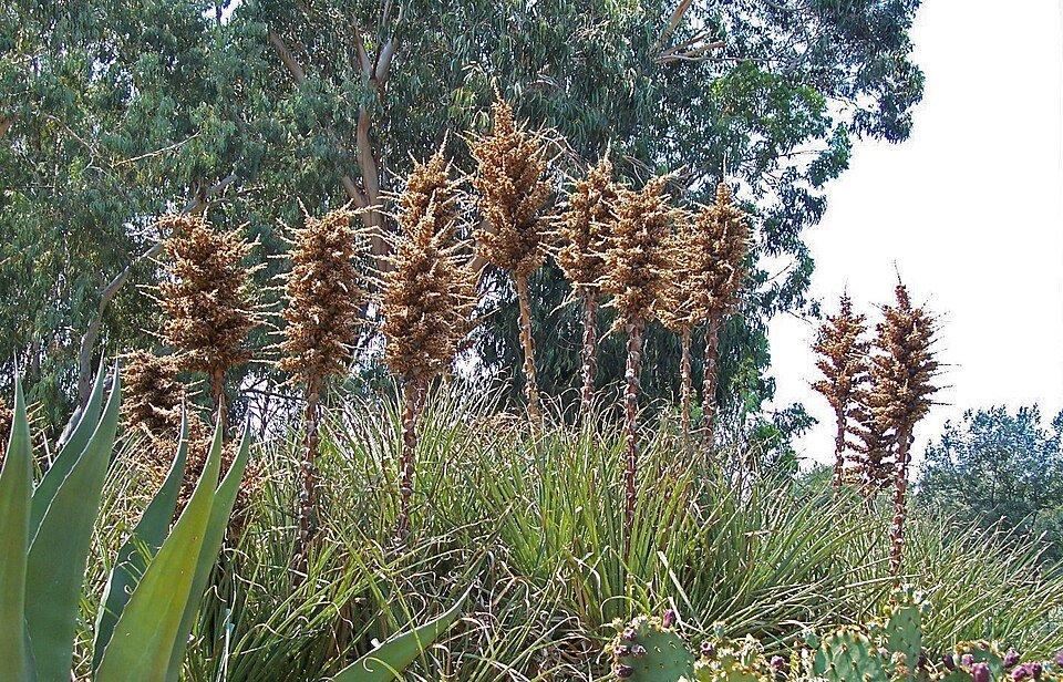 Puya chilensis plant met zilverblauwe bladeren en puntige stekels.