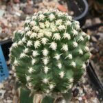 Pygmaeocereus bieblii cactus met dunne groene stengels en witte doornen.