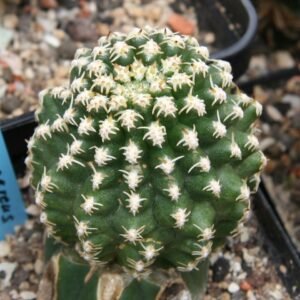 Pygmaeocereus bieblii cactus met dunne groene stengels en witte doornen.