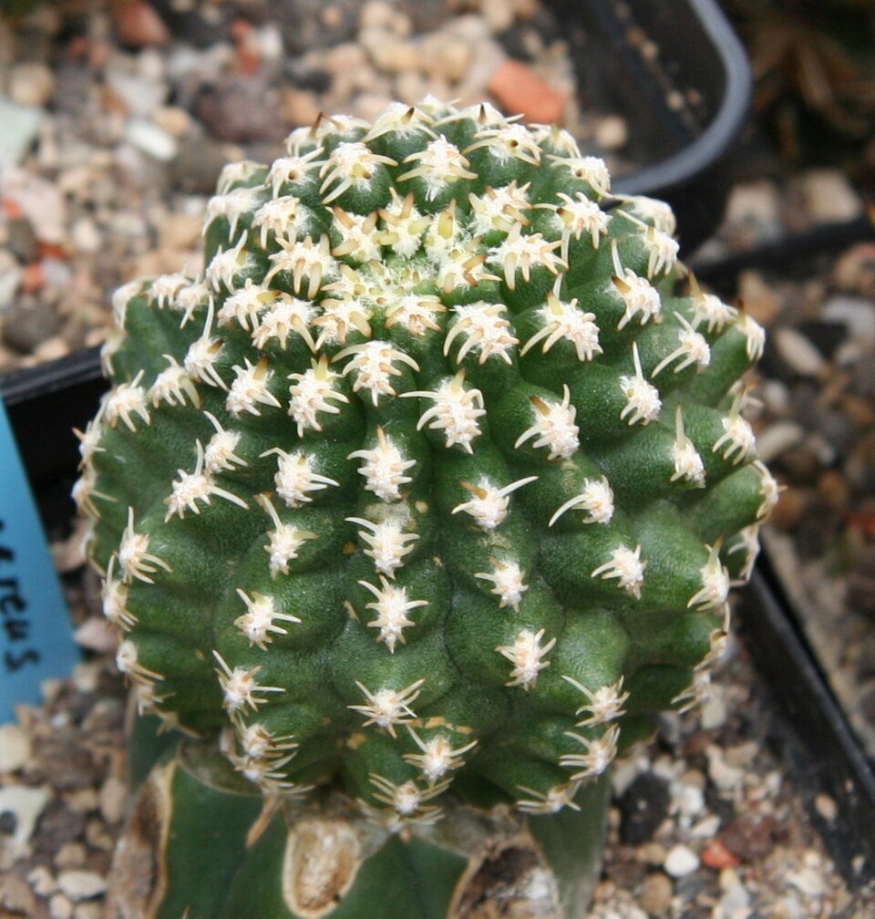 Pygmaeocereus bieblii cactus met dunne groene stengels en witte doornen.