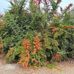 Rode bessen op groen blad van Pyracantha plant in herfst.