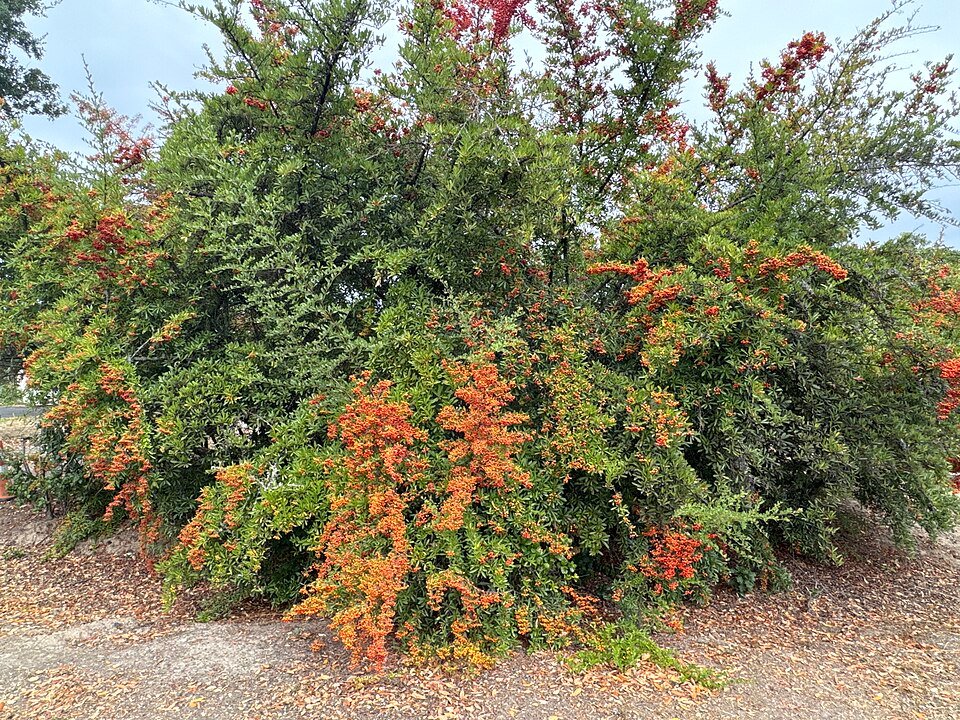 Rode bessen op groen blad van Pyracantha plant in herfst.
