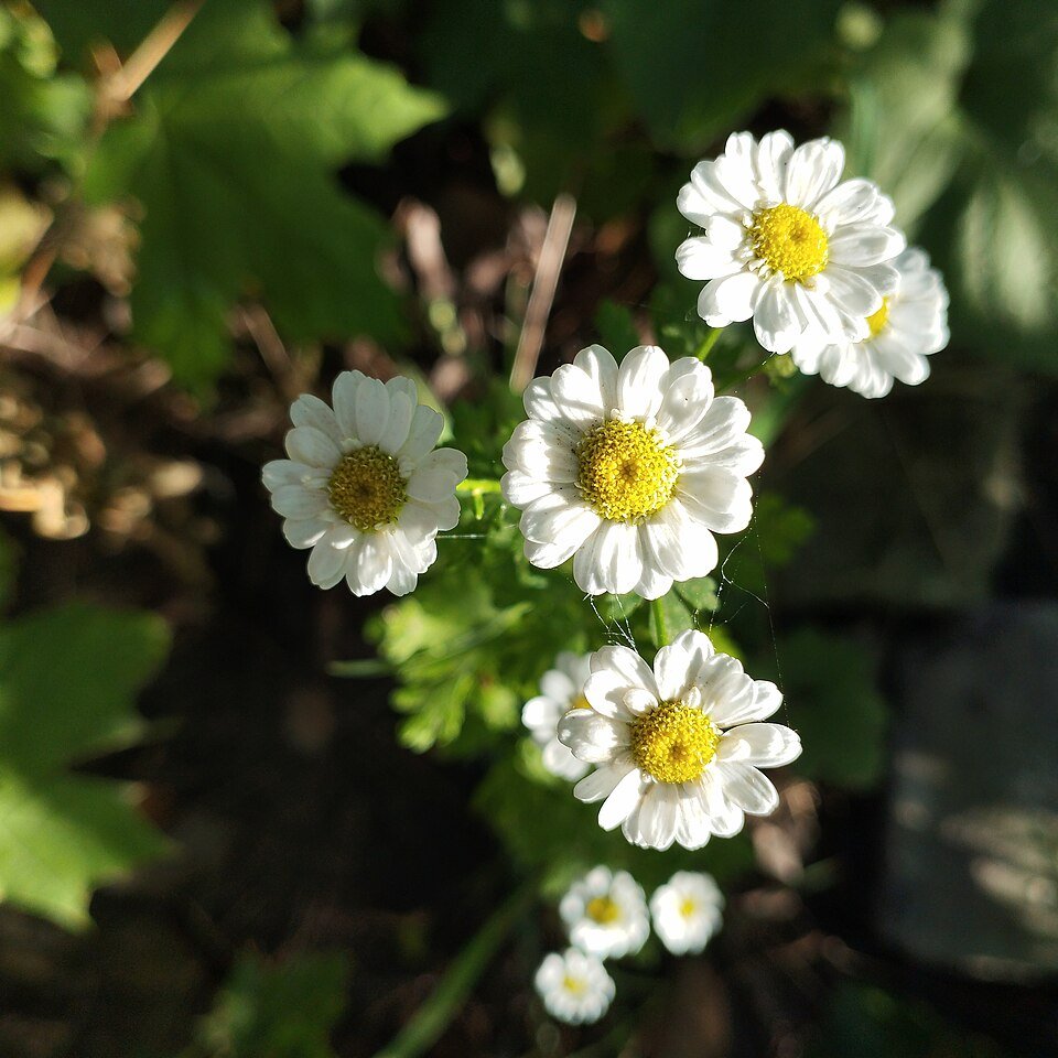 Tanacetum parthenium bloeiende plant in een tuin.