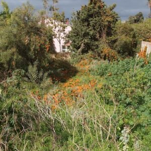 Pyrostegia venusta bloemen in fel oranje kleur tegen groen bladeren.