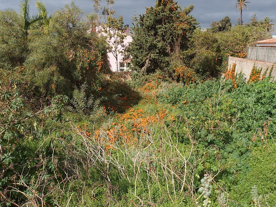 Pyrostegia venusta bloemen in fel oranje kleur tegen groen bladeren.
