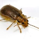 Sneeuwbalhaantje insect op groen blad met zwarte stippen.