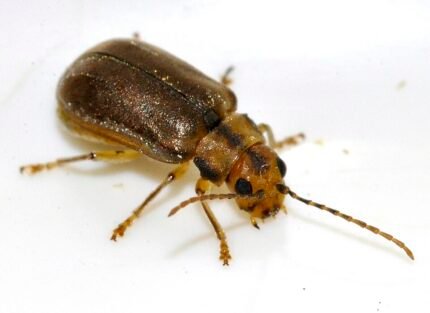 Sneeuwbalhaantje insect op groen blad met zwarte stippen.