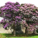 Paarse en witte Quaresmeiras bloemen tegen groen bladerenachtergrond.