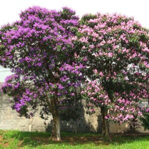 Paarse en witte Quaresmeiras bloemen tegen groen bladerenachtergrond.