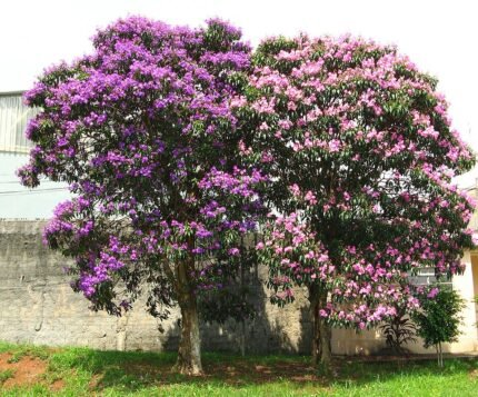 Paarse en witte Quaresmeiras bloemen tegen groen bladerenachtergrond.