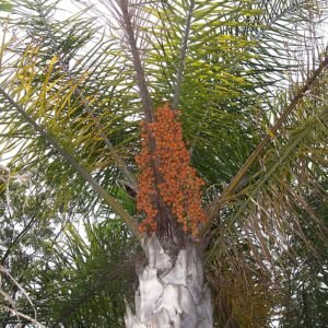 Syagrus vrucht op kleigrond met koninklijke uitstraling.
