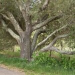 Quercus agrifolia boom met korstmos op takken.