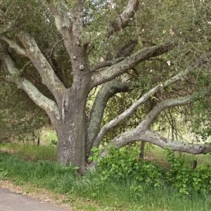 Quercus agrifolia boom met korstmos op takken.