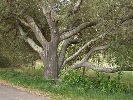 Quercus agrifolia boom met korstmos op takken.