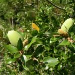 Quercus chrysolepis eikels op goed doorlatende grond.