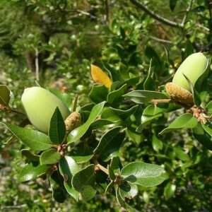 Quercus chrysolepis eikels op goed doorlatende grond.