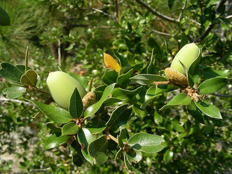 Quercus chrysolepis eikels op goed doorlatende grond.