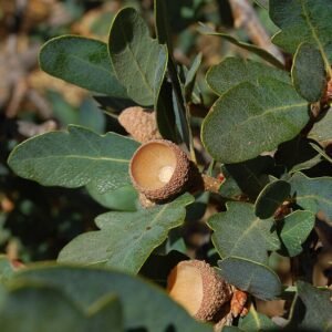 Quercus douglasii boom met donkere bladeren en ruwe schors.