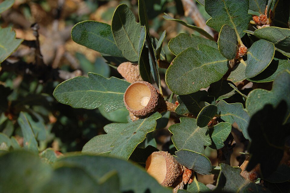 Quercus douglasii boom met donkere bladeren en ruwe schors.