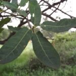 Quercus engelmannii boom in natuurlijke omgeving met groene bladeren.