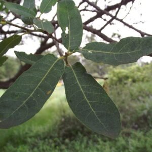 Quercus engelmannii boom in natuurlijke omgeving met groene bladeren.