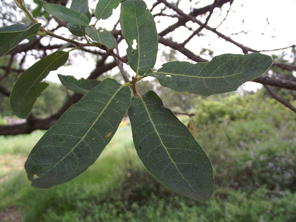 Quercus engelmannii boom in natuurlijke omgeving met groene bladeren.
