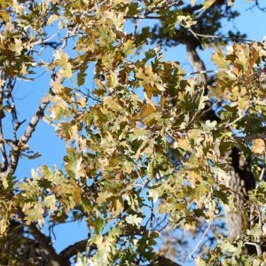 Quercus lobata boomtak met bladeren in herfstkleuren.