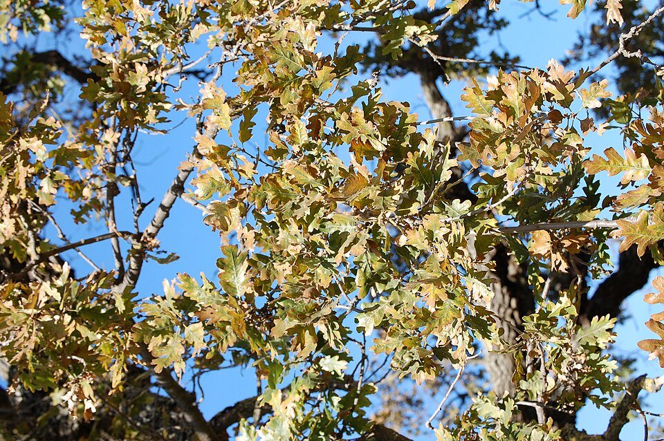 Quercus lobata boomtak met bladeren in herfstkleuren.