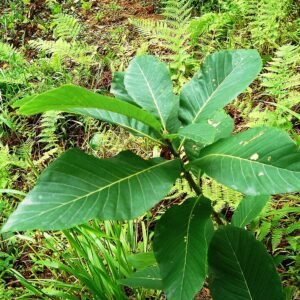 Quercus pontica boombladeren in herfstkleuren tegen een blauwe lucht.