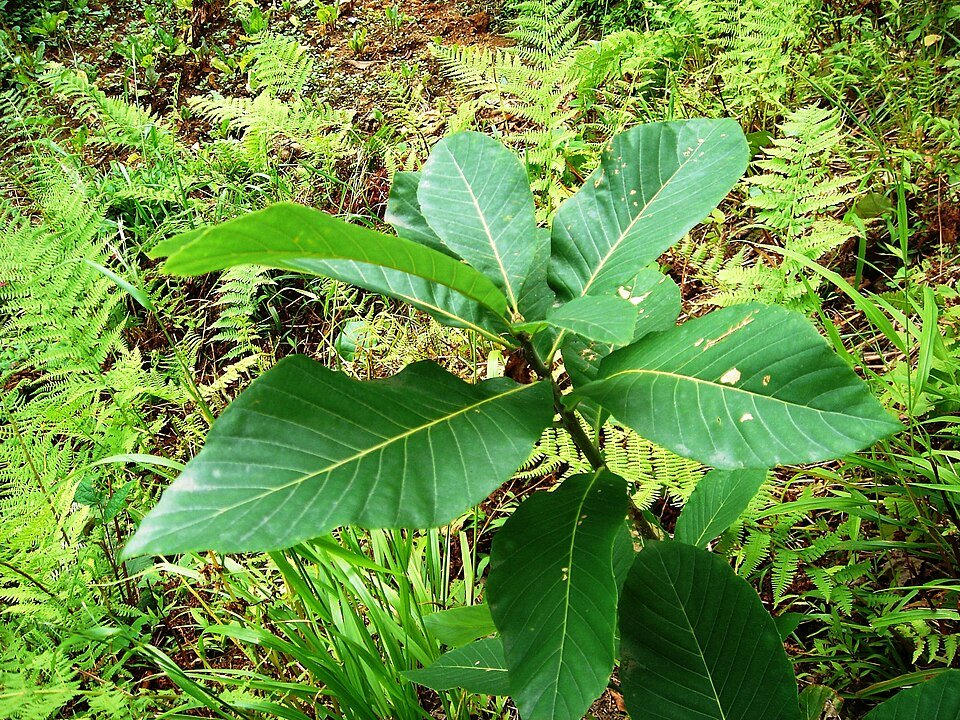 Quercus pontica boombladeren in herfstkleuren tegen een blauwe lucht.