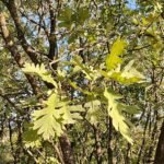 Quercus pyrenaica boom met groene bladeren en bruine schors.