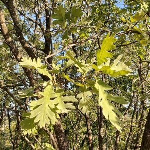 Quercus pyrenaica boom met groene bladeren en bruine schors.