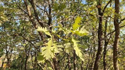 Quercus pyrenaica boom met groene bladeren en bruine schors.