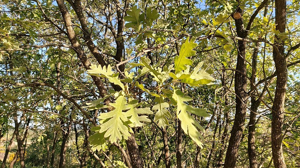 Quercus pyrenaica boom met groene bladeren en bruine schors.