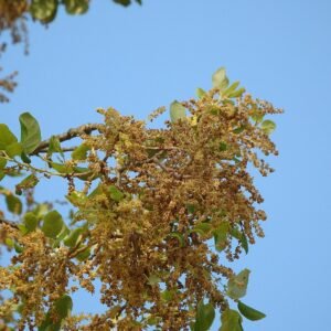 Kurkeikboom met winterharde eigenschappen in 2018.