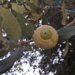Quercus tomentella eikel op een witte achtergrond.