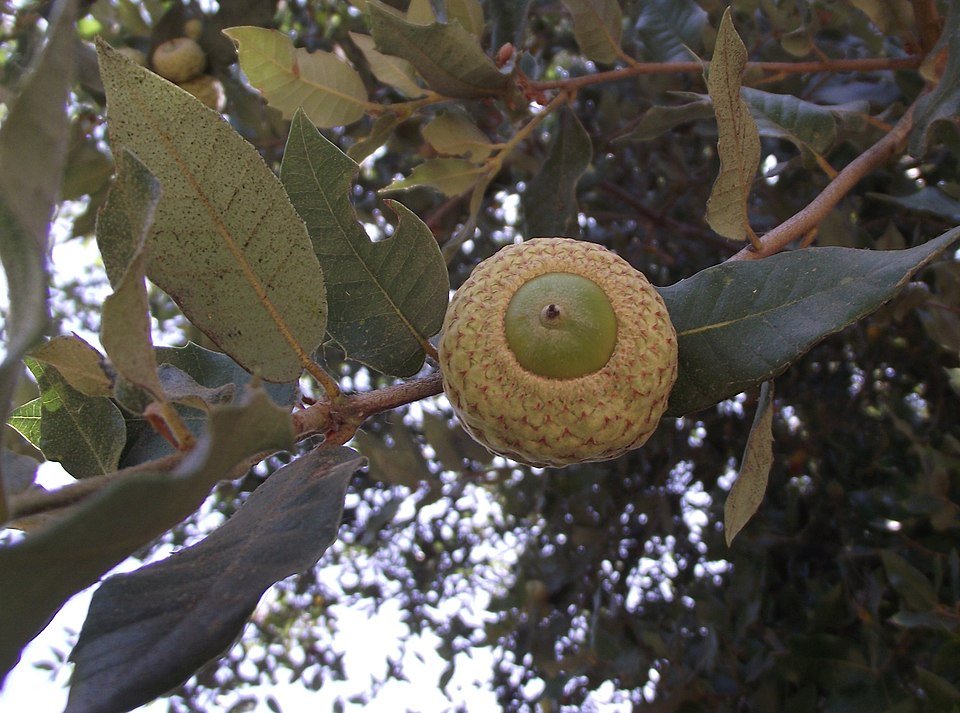 Quercus tomentella eikel op een witte achtergrond.