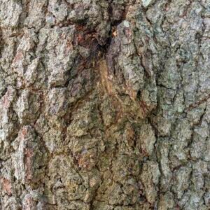 Schors van Quercus virginiana boomstam met diepe groeven.