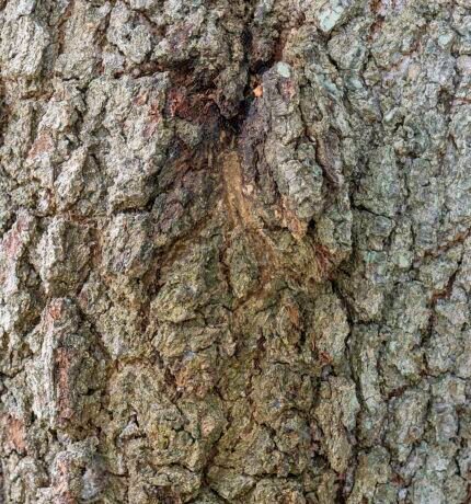 Schors van Quercus virginiana boomstam met diepe groeven.