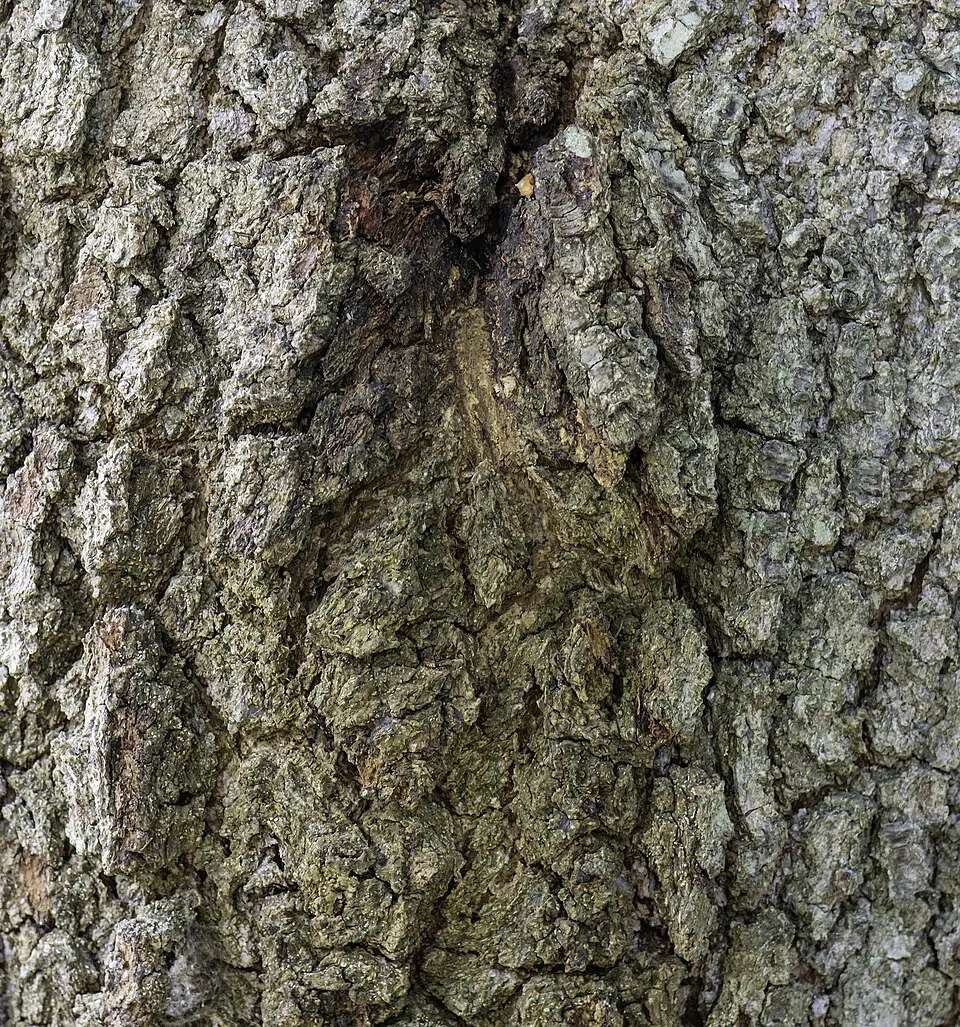Schors van Quercus virginiana boomstam met diepe groeven.