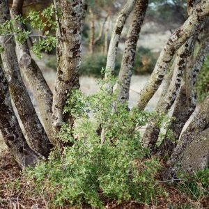 Cluster van Quercus wislizeni eikels in verschillende stadia van rijpheid op boomtak.