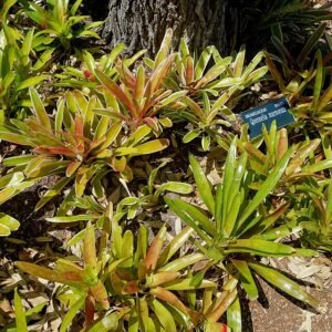 Quesnelia marmorata met marmerachtige bladeren in Selby Botanische Tuinen.