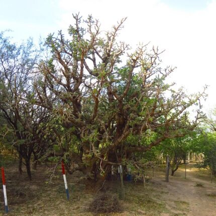 Quiabentia verticillata plant met vlezige groene bladeren en witte stekels.