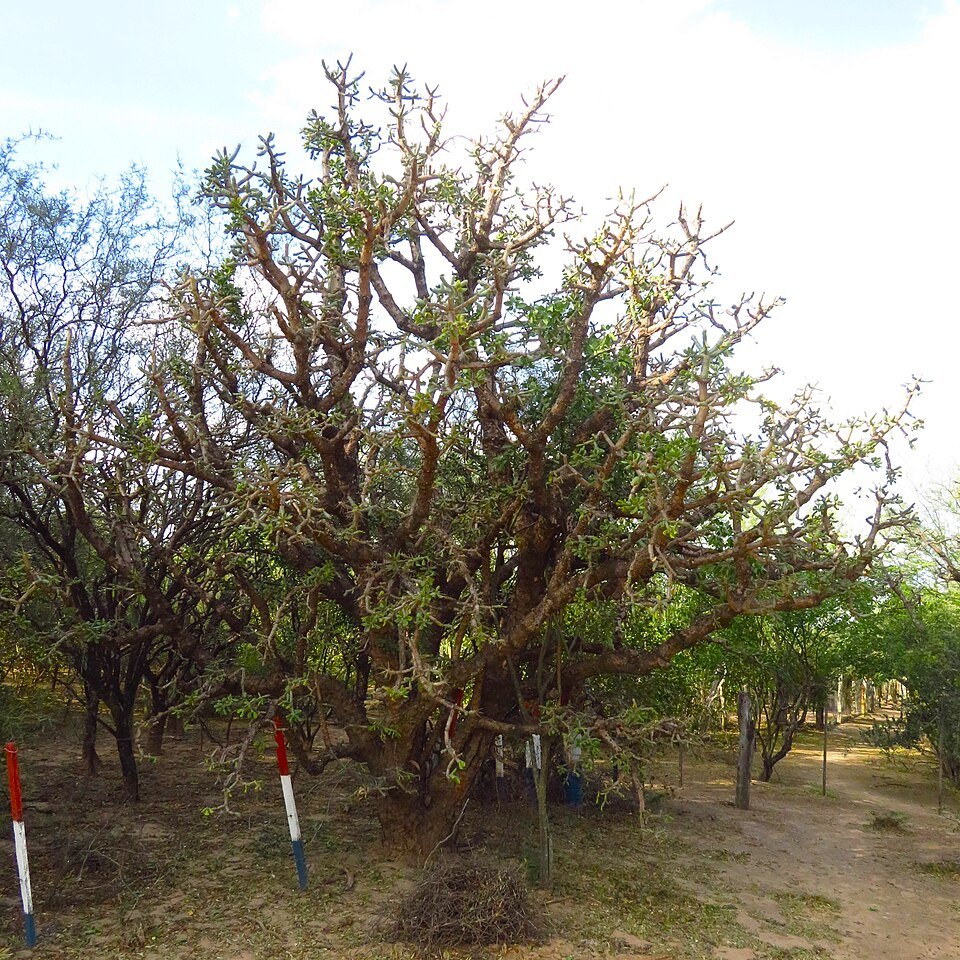 Quiabentia verticillata plant met vlezige groene bladeren en witte stekels.
