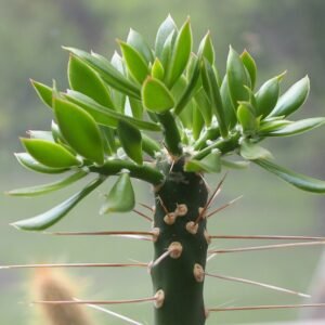 Quiabentia zehntneri