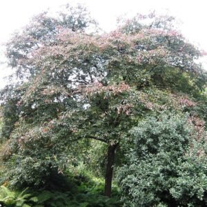 Close-up van gezonde Ulmus davidiana var. japonica 'Jacan' boom met groene bladeren.