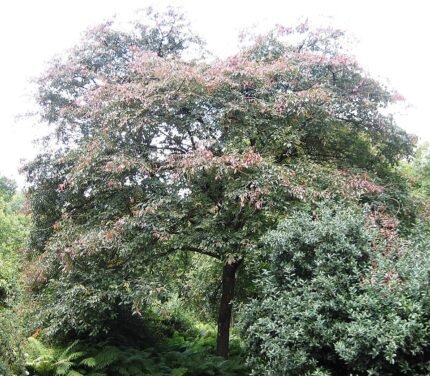 Close-up van gezonde Ulmus davidiana var. japonica 'Jacan' boom met groene bladeren.