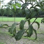 Sierlijke Ulmus 'Crispa' boom met bonte bladeren en gekrulde randen.