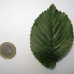 Close-up of Ulmus ×hollandica ‘Dauvessei’ leaf with green and cream tones.